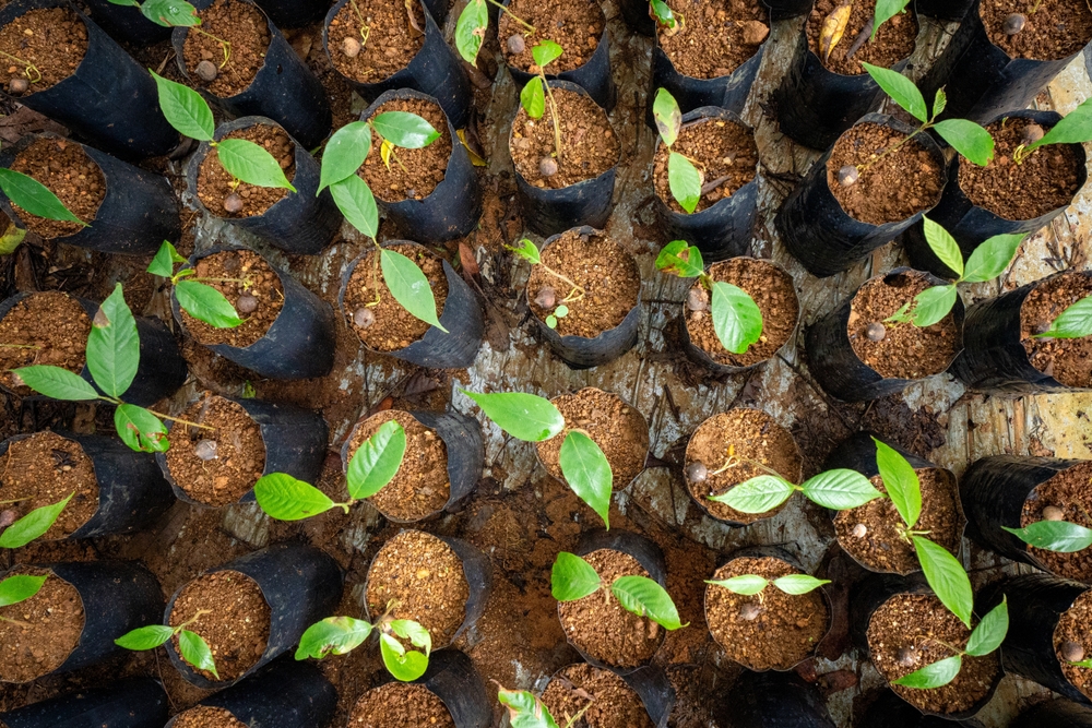 Reforestation,In,Malaysia,Involves,The,Deliberate,Planting,Of,Trees,And